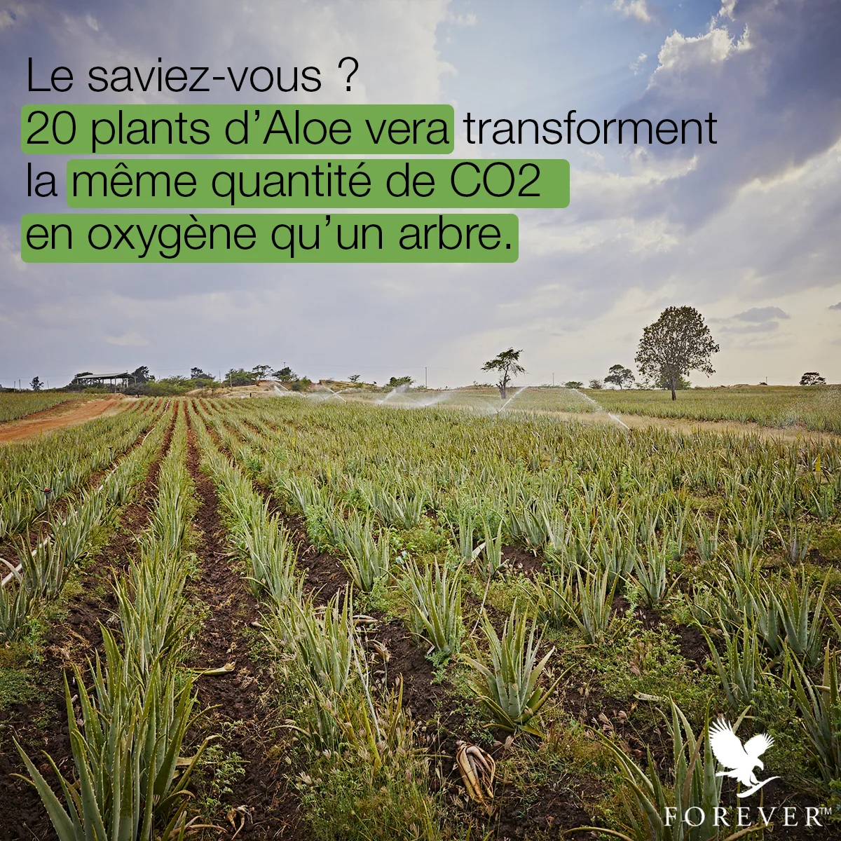 Le saviez-vous ? 20 plants d'aloe vera transforment autant de CO2 qu'un arbre