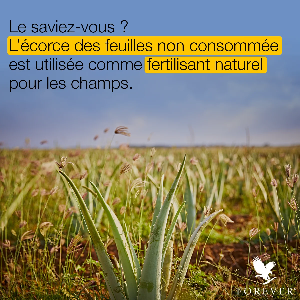 Le saviez-vous ? L'écorce des feuilles est utilisée comme fertilisant naturel