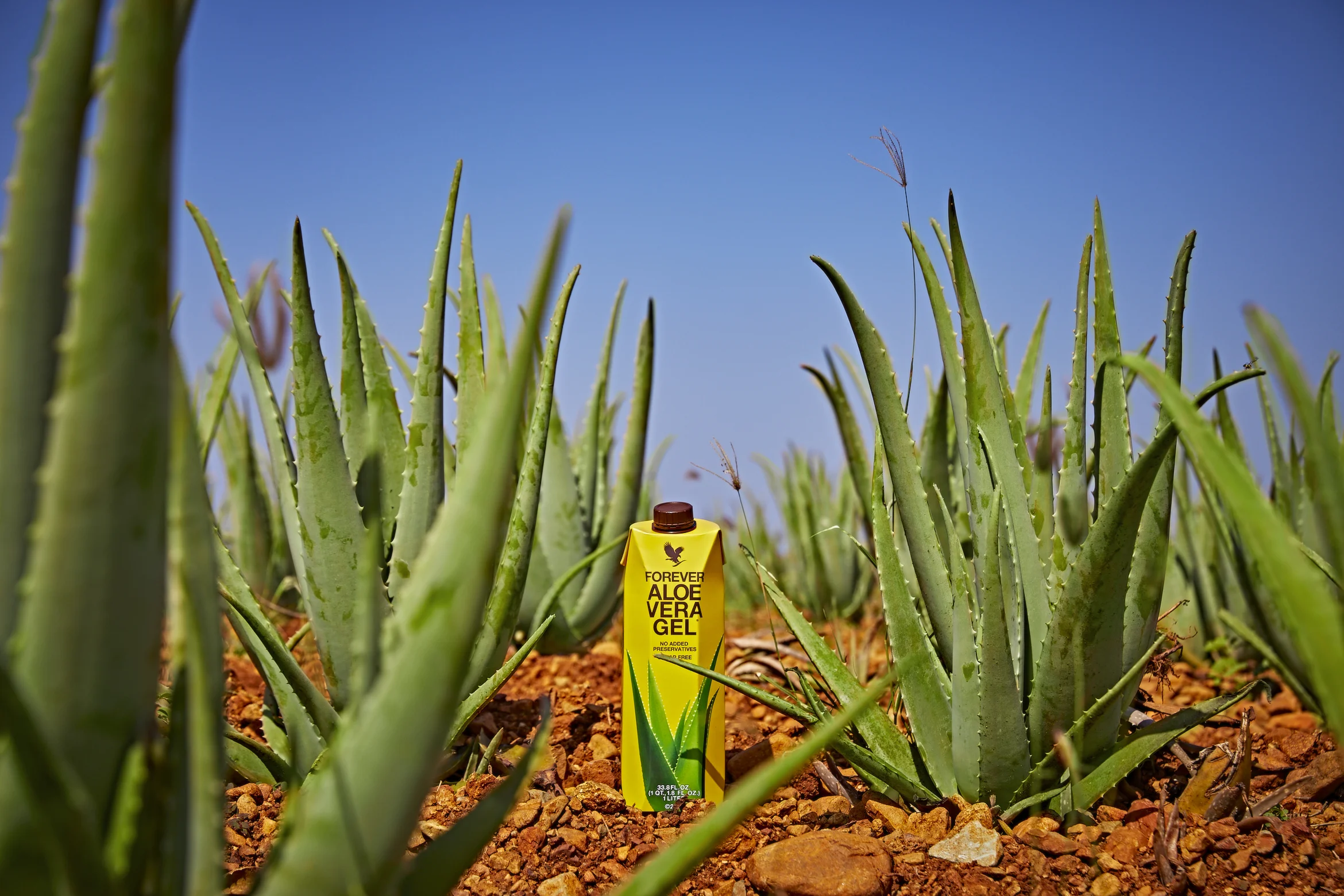 Forever Aloe Vera Gel au cœur d'une plantation d'aloe vera Forever Living